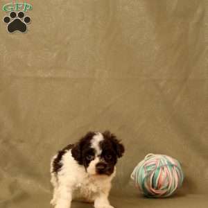Hope, Toy Poodle Puppy